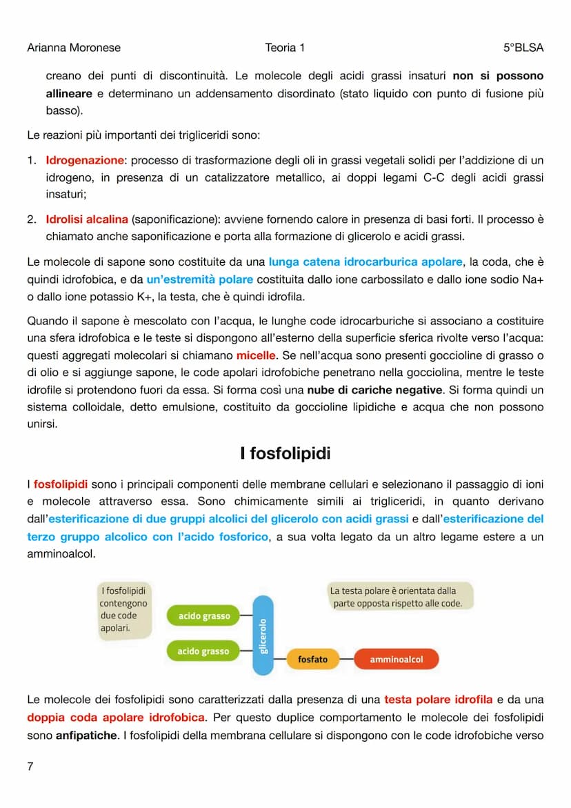 Arianna Moronese
Teoria 1
Le biomolecole
5°BLSA
Le biomolecole sono la componente più significativa dei composti organici presenti negli org