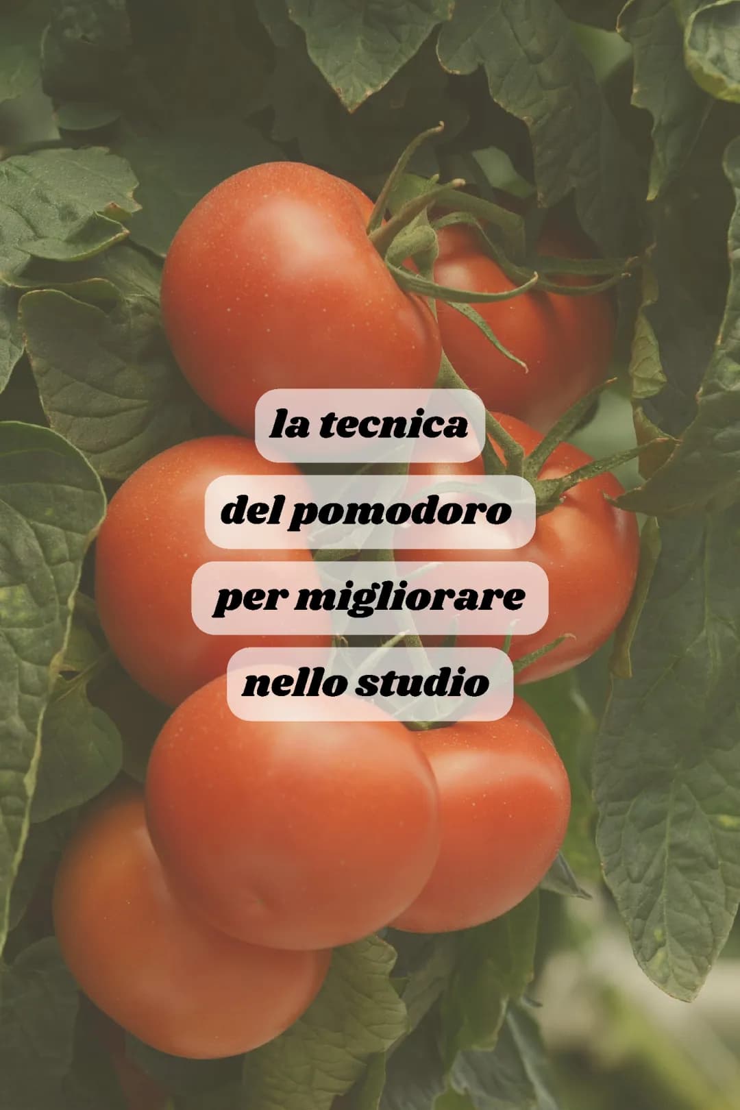 Tecnica del pomodoro (metodo di studio)