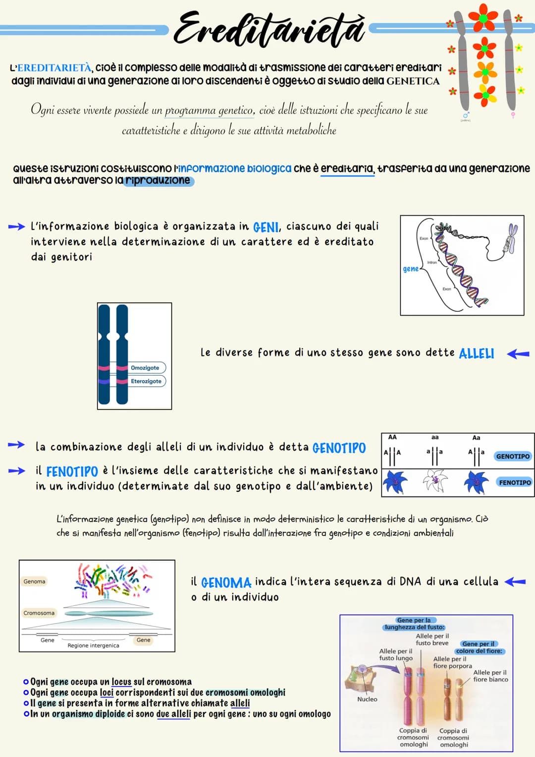 Ereditarieta
L'EREDITARIETÀ, cioè il complesso delle modalità di trasmissione dei caratteri ereditari
dagli individui di una generazione ai 