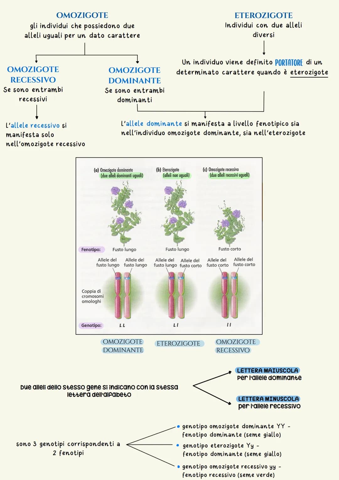 Ereditarieta
L'EREDITARIETÀ, cioè il complesso delle modalità di trasmissione dei caratteri ereditari
dagli individui di una generazione ai 