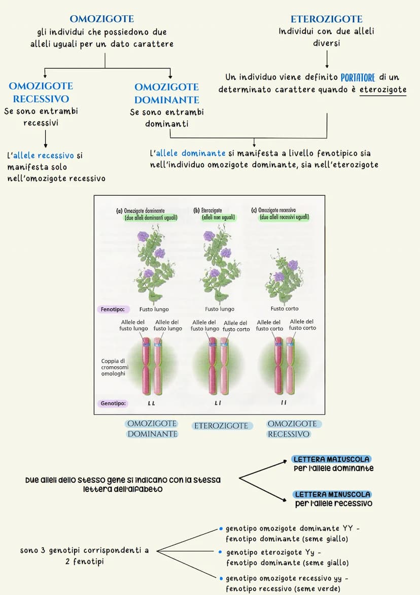 Ereditarieta
L'EREDITARIETÀ, cioè il complesso delle modalità di trasmissione dei caratteri ereditari
dagli individui di una generazione ai 