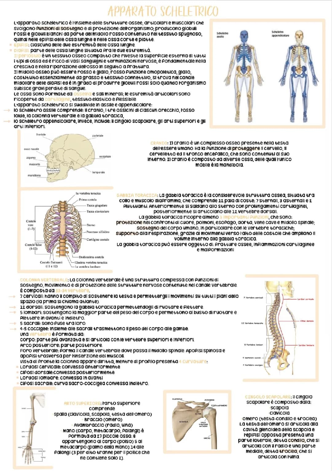 apparato scheletrico, articolazioni 