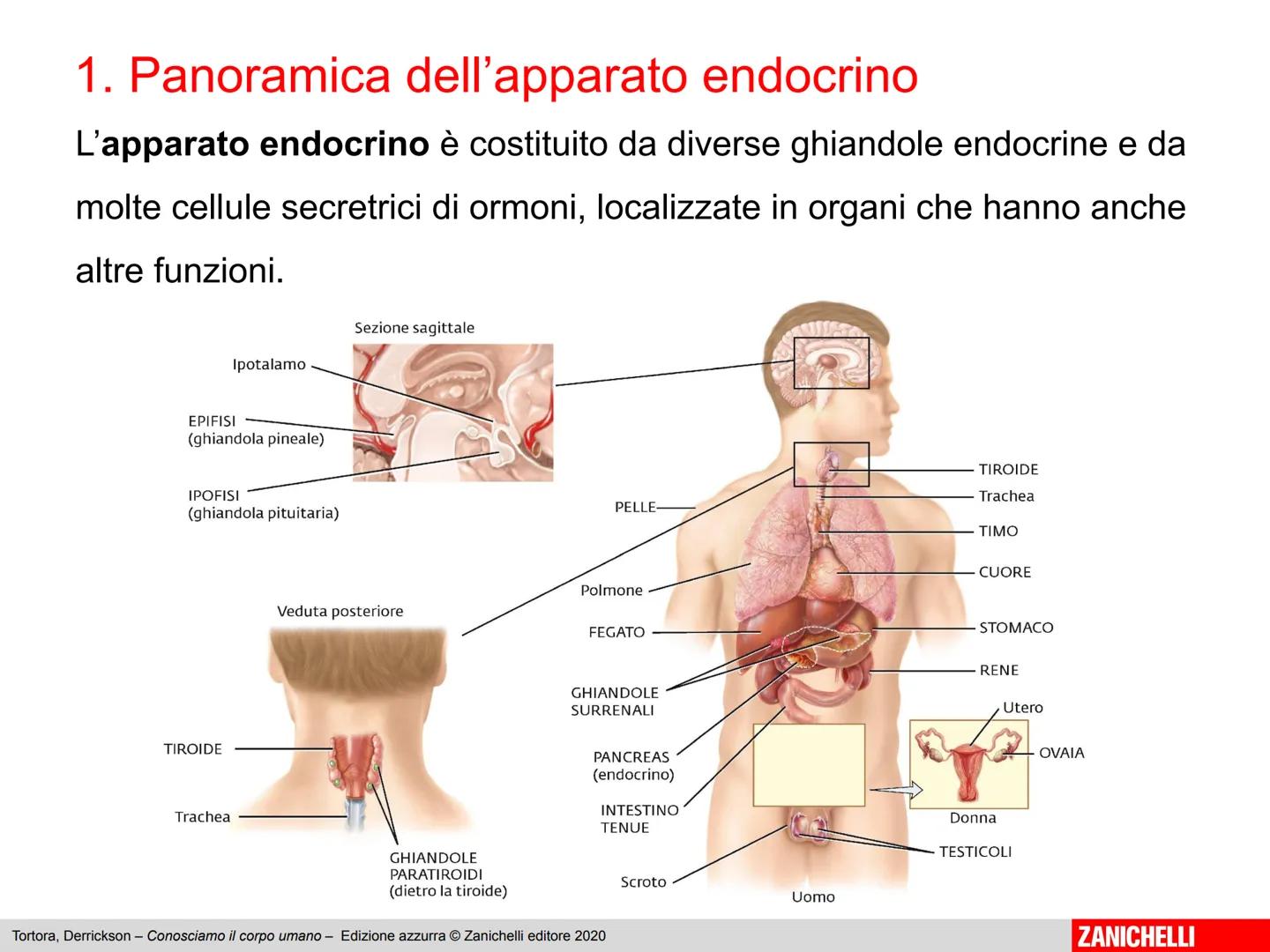 L'apparato endocrino
Tortora, Derrickson - Conosciamo il corpo umano - Edizione azzurra © Zanichelli editore 2020
1
ZANICHELLI 1. Panoramica