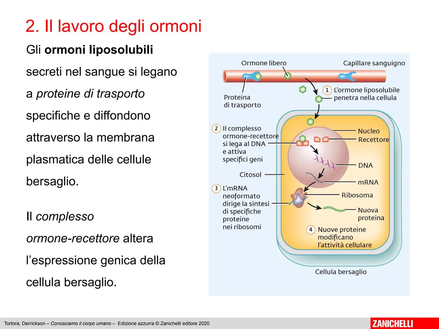 L'apparato endocrino
Tortora, Derrickson - Conosciamo il corpo umano - Edizione azzurra © Zanichelli editore 2020
1
ZANICHELLI 1. Panoramica