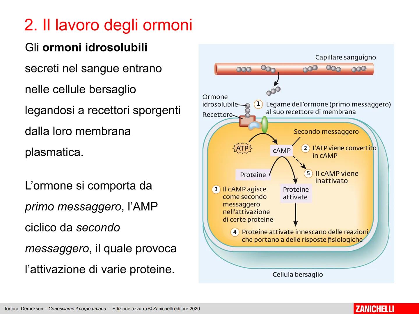 L'apparato endocrino
Tortora, Derrickson - Conosciamo il corpo umano - Edizione azzurra © Zanichelli editore 2020
1
ZANICHELLI 1. Panoramica