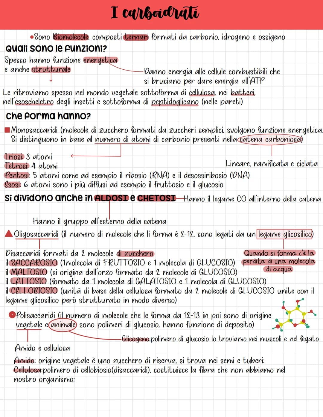 I carboidrati
Sono Biomolecole, composti ternari formati da carbonio, idrogeno e ossigeno
Quali sono le funzioni?
Spesso hanno funzione ener