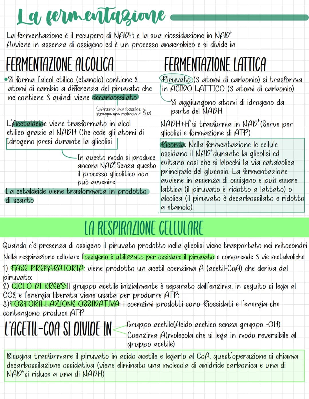 I carboidrati
Sono Biomolecole, composti ternari formati da carbonio, idrogeno e ossigeno
Quali sono le funzioni?
Spesso hanno funzione ener