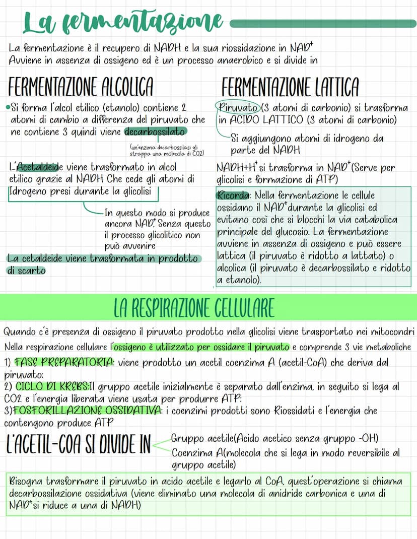 I carboidrati
Sono Biomolecole, composti ternari formati da carbonio, idrogeno e ossigeno
Quali sono le funzioni?
Spesso hanno funzione ener