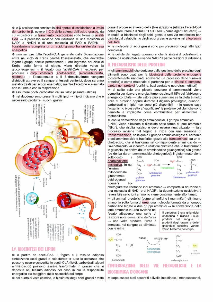 METABOLISMO CELLULARE
LE VIE METABOLICHE
* al metabolismo energetico partecipano milioni di reazioni che
svolgono tre funzioni principali:
r