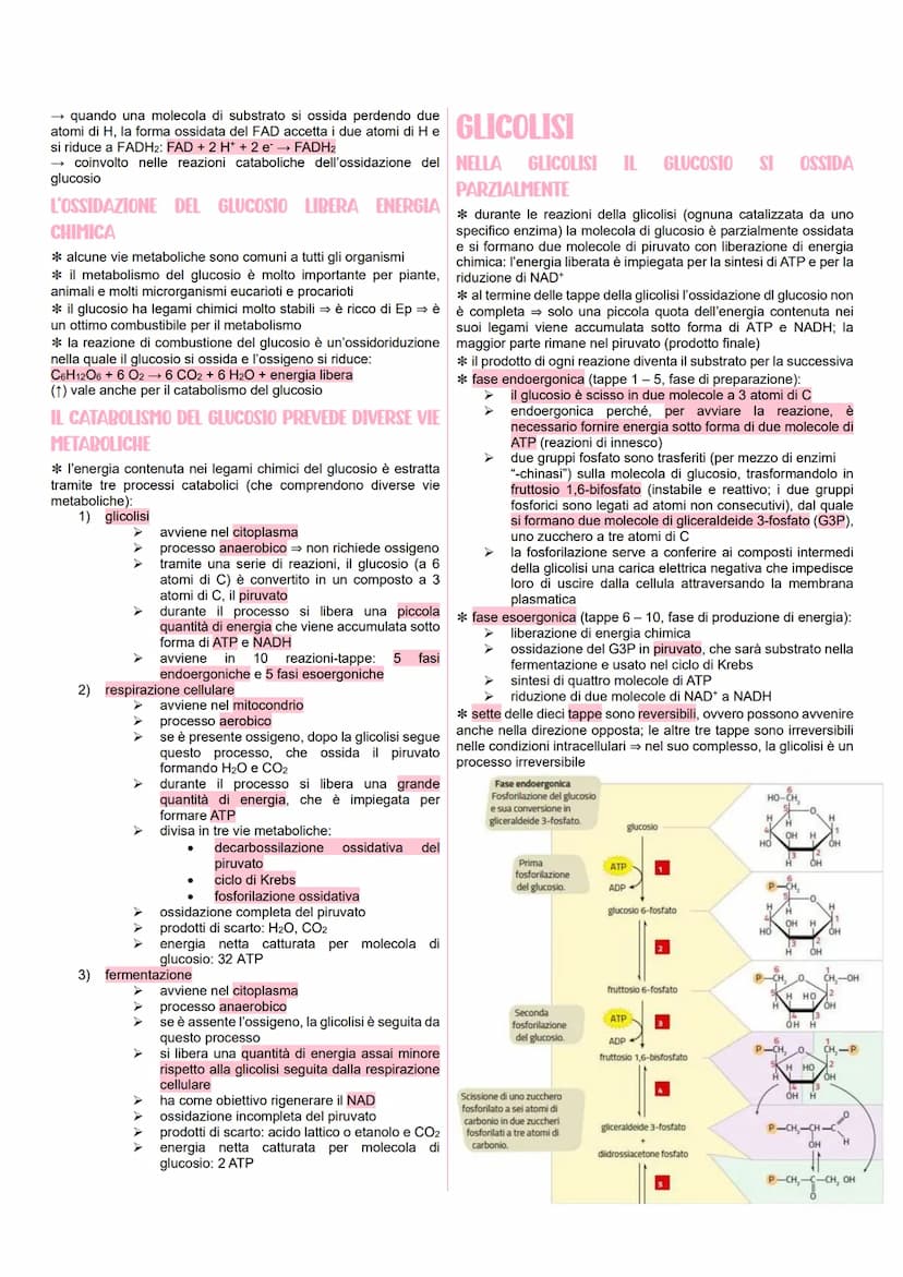 METABOLISMO CELLULARE
LE VIE METABOLICHE
* al metabolismo energetico partecipano milioni di reazioni che
svolgono tre funzioni principali:
r