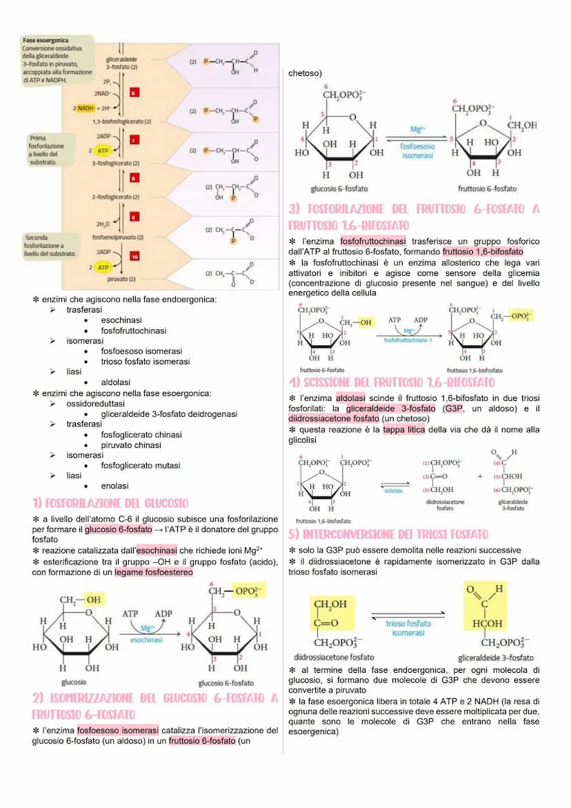 METABOLISMO CELLULARE
LE VIE METABOLICHE
* al metabolismo energetico partecipano milioni di reazioni che
svolgono tre funzioni principali:
r