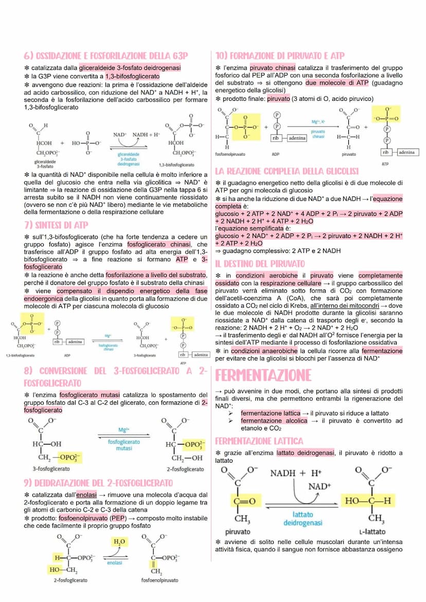 METABOLISMO CELLULARE
LE VIE METABOLICHE
* al metabolismo energetico partecipano milioni di reazioni che
svolgono tre funzioni principali:
r