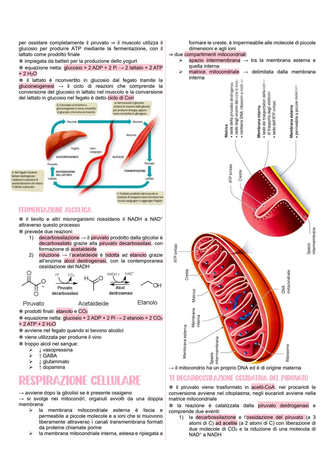 METABOLISMO CELLULARE
LE VIE METABOLICHE
* al metabolismo energetico partecipano milioni di reazioni che
svolgono tre funzioni principali:
r