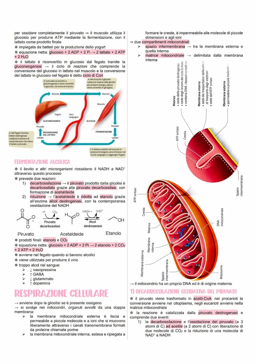 METABOLISMO CELLULARE
LE VIE METABOLICHE
* al metabolismo energetico partecipano milioni di reazioni che
svolgono tre funzioni principali:
r