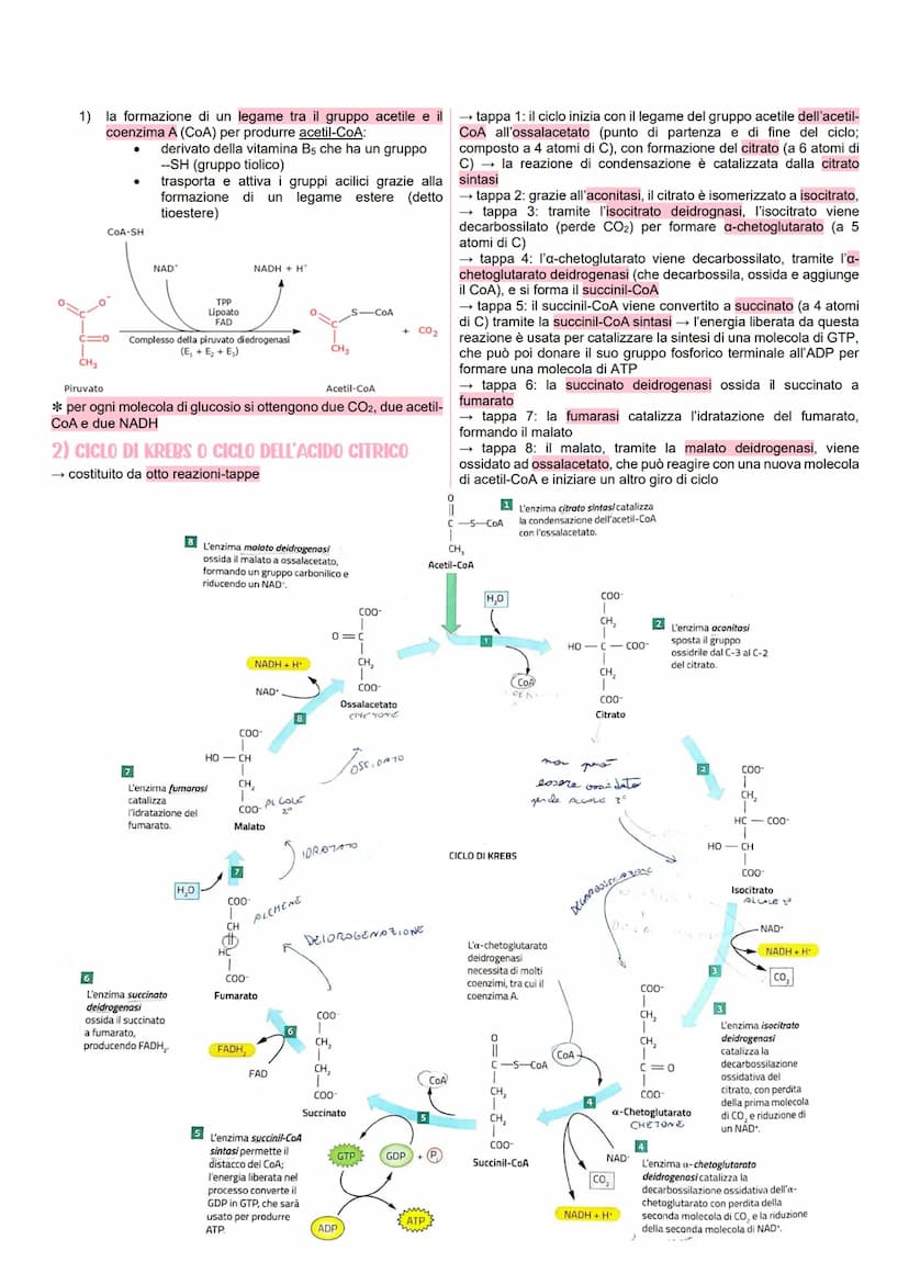 METABOLISMO CELLULARE
LE VIE METABOLICHE
* al metabolismo energetico partecipano milioni di reazioni che
svolgono tre funzioni principali:
r
