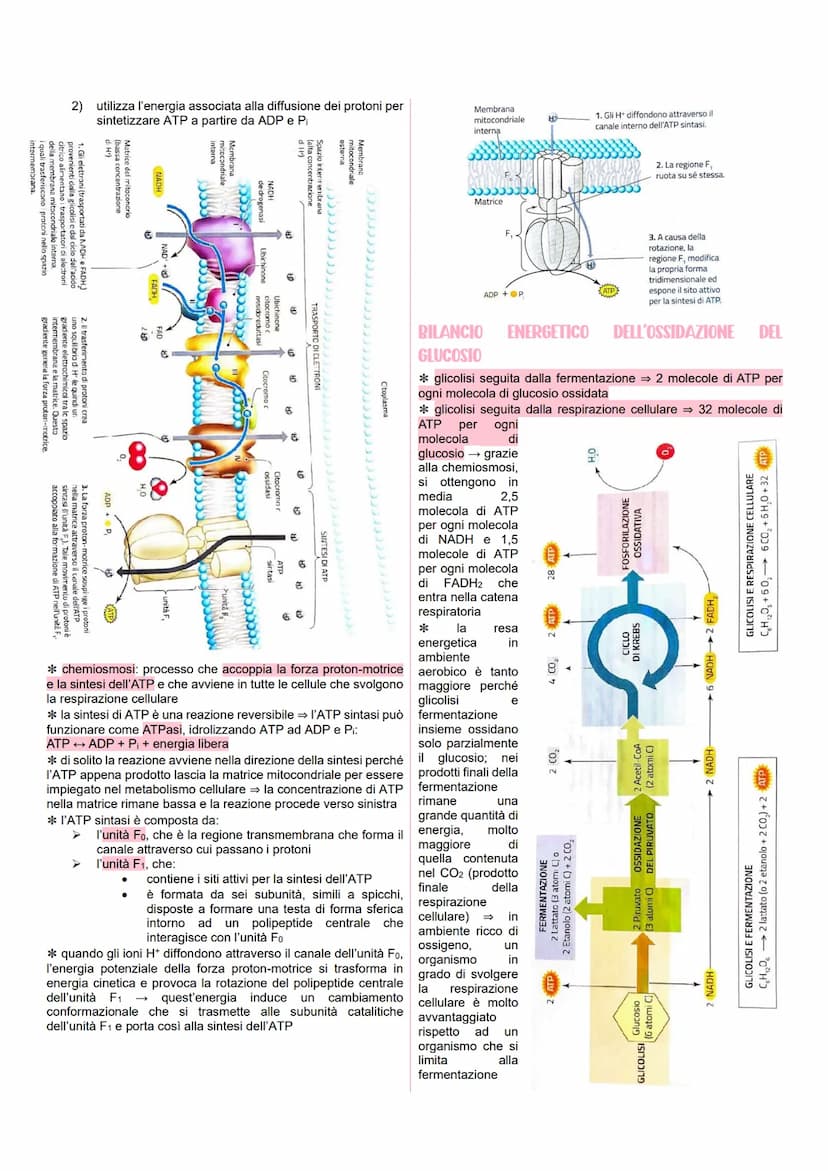 METABOLISMO CELLULARE
LE VIE METABOLICHE
* al metabolismo energetico partecipano milioni di reazioni che
svolgono tre funzioni principali:
r