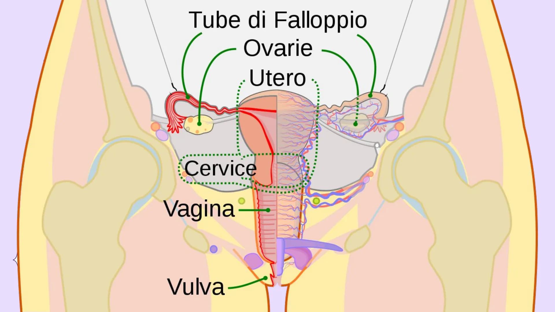 # EDUCAZIONE
# SESSUALE # Tube di Falloppio

Ovarie

Utero

Cervice

Vagina

Vulva Prepuzio

Clitoride

Grandi labbra

Meato uretrale

Labbr