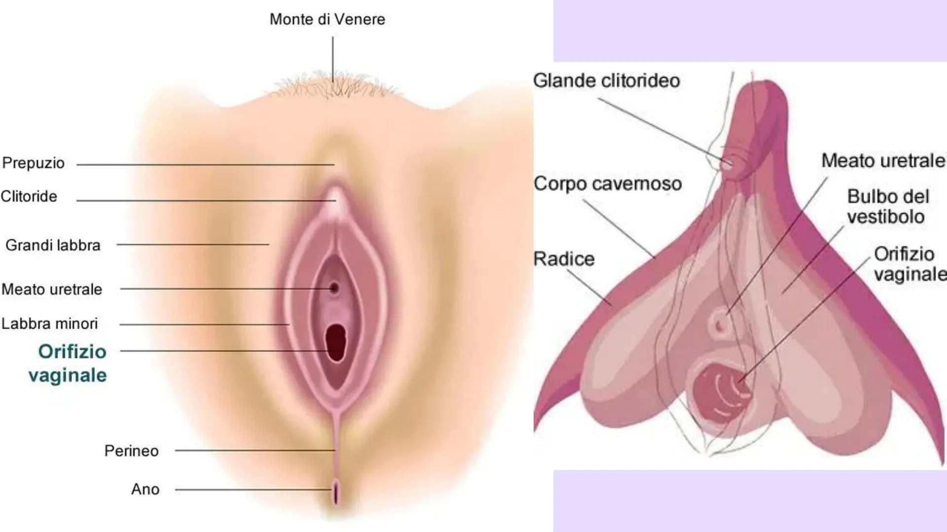 # EDUCAZIONE
# SESSUALE # Tube di Falloppio

Ovarie

Utero

Cervice

Vagina

Vulva Prepuzio

Clitoride

Grandi labbra

Meato uretrale

Labbr