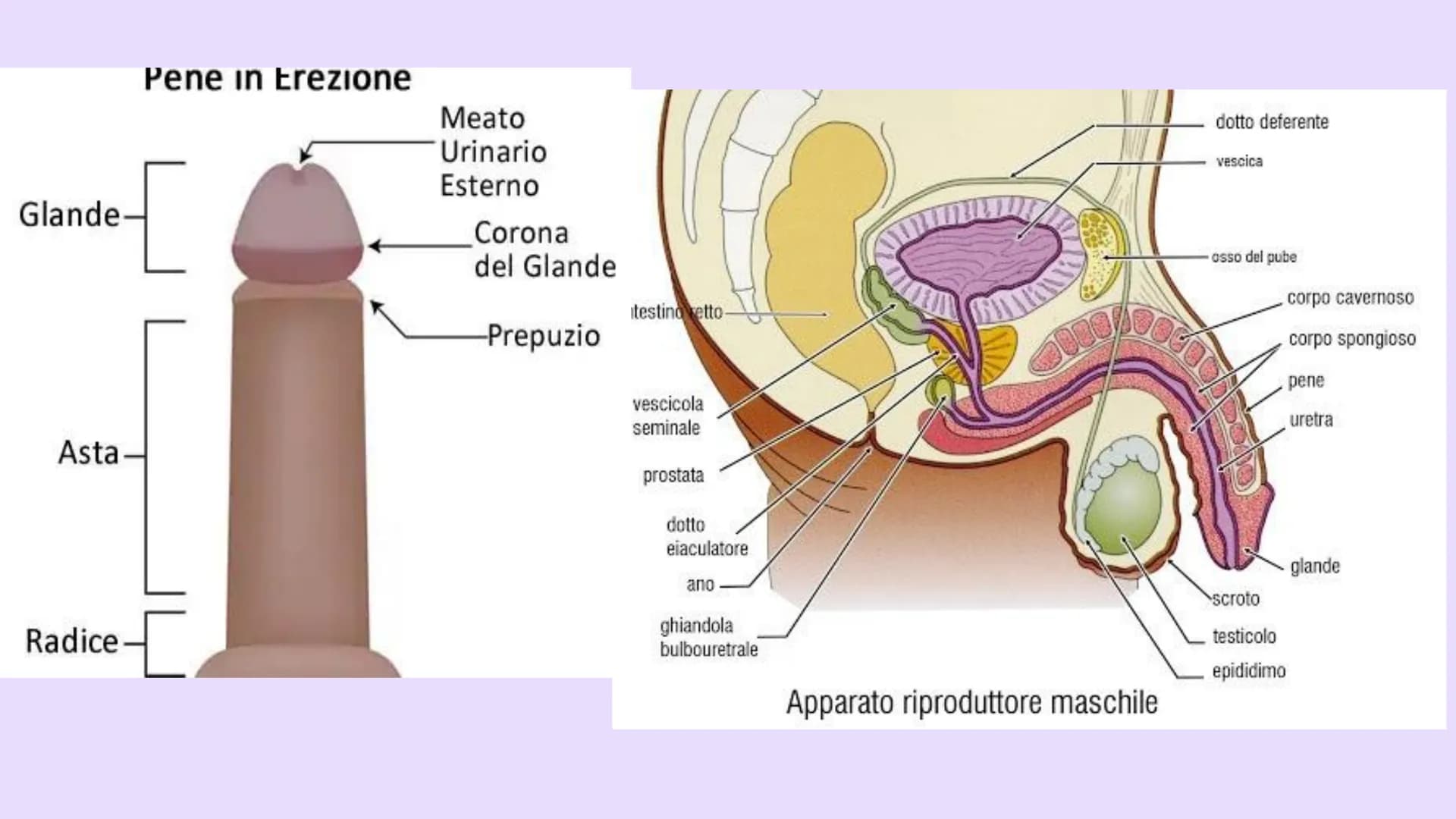 # EDUCAZIONE
# SESSUALE # Tube di Falloppio

Ovarie

Utero

Cervice

Vagina

Vulva Prepuzio

Clitoride

Grandi labbra

Meato uretrale

Labbr