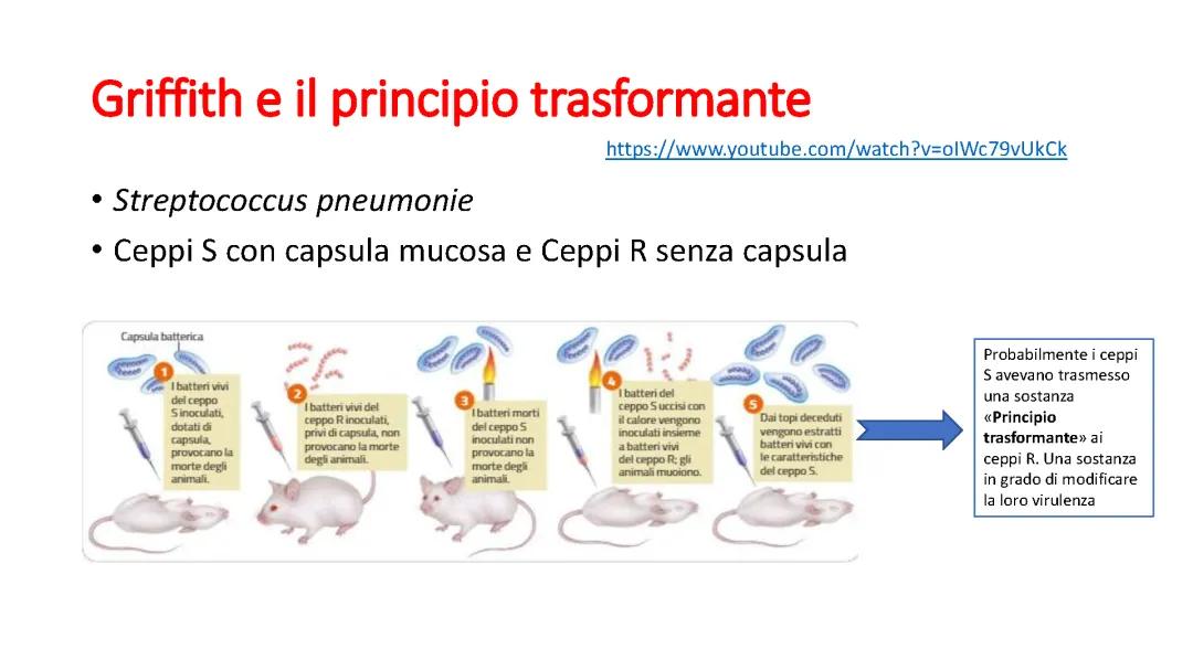 Replicazione del DNA