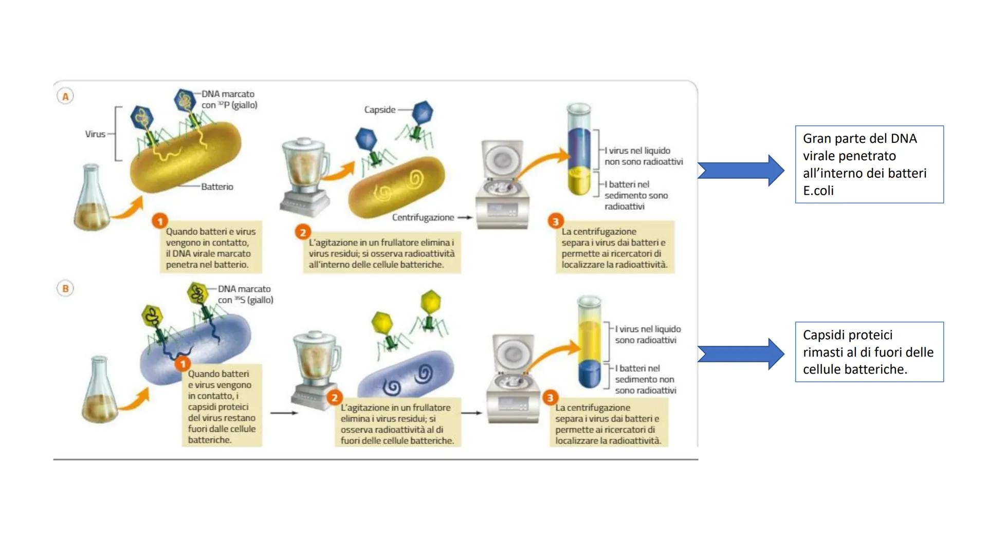 Griffith e il principio trasformante
• Streptococcus pneumonie
Ceppi S con capsula mucosa e Ceppi R senza capsula
Capsula batterica
pence
I 