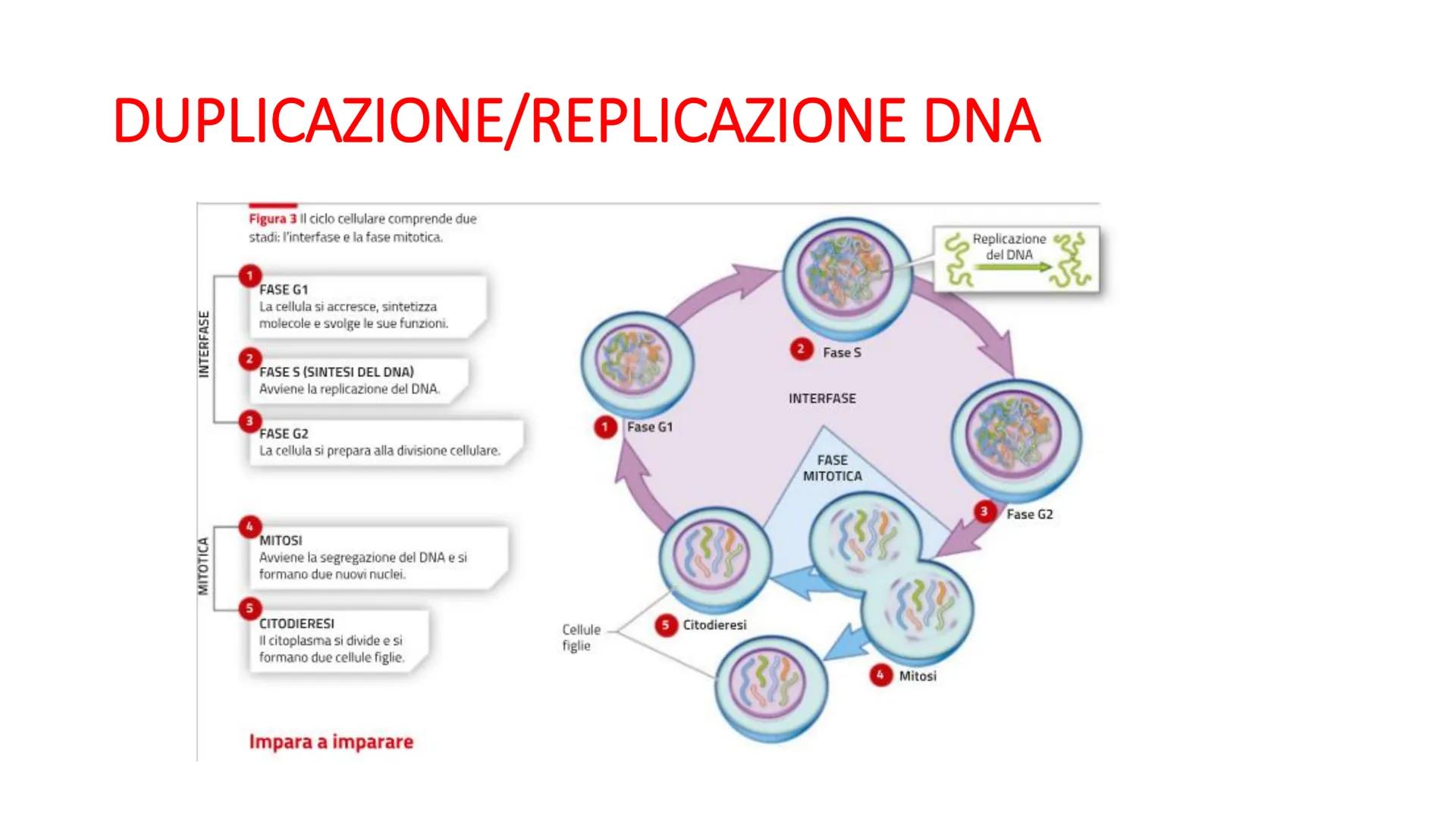 Griffith e il principio trasformante
• Streptococcus pneumonie
Ceppi S con capsula mucosa e Ceppi R senza capsula
Capsula batterica
pence
I 
