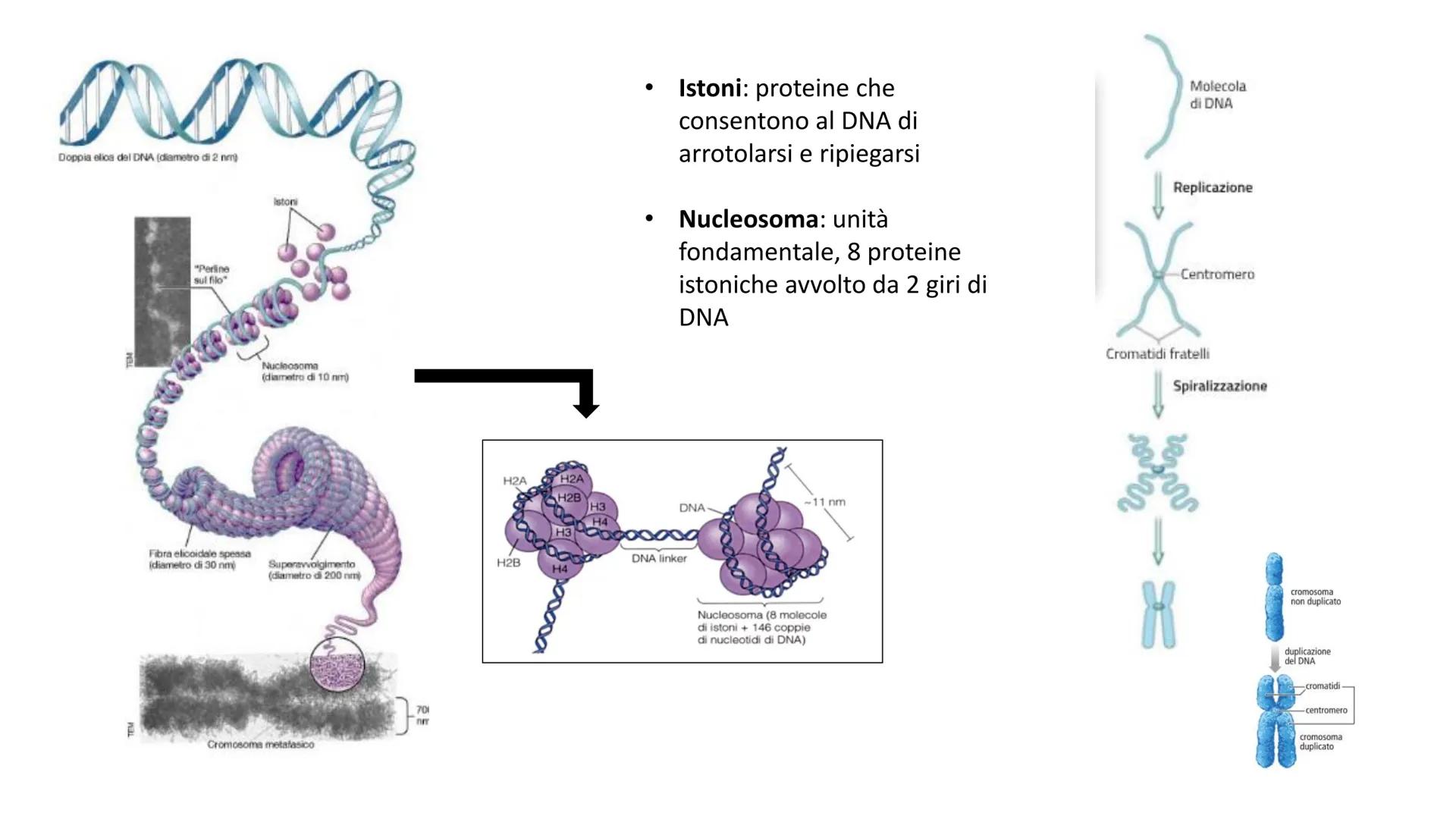 Griffith e il principio trasformante
• Streptococcus pneumonie
Ceppi S con capsula mucosa e Ceppi R senza capsula
Capsula batterica
pence
I 