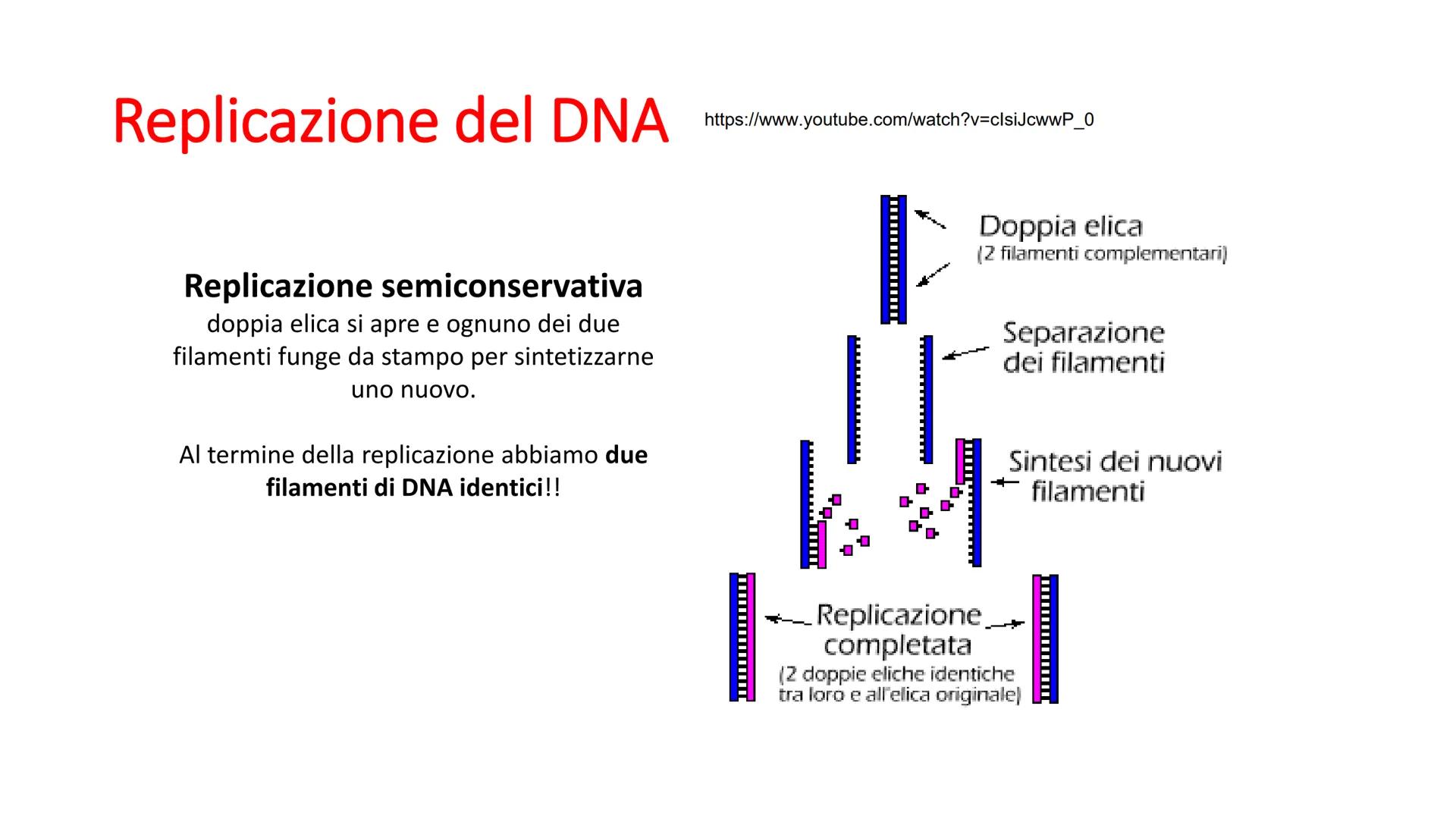 Griffith e il principio trasformante
• Streptococcus pneumonie
Ceppi S con capsula mucosa e Ceppi R senza capsula
Capsula batterica
pence
I 