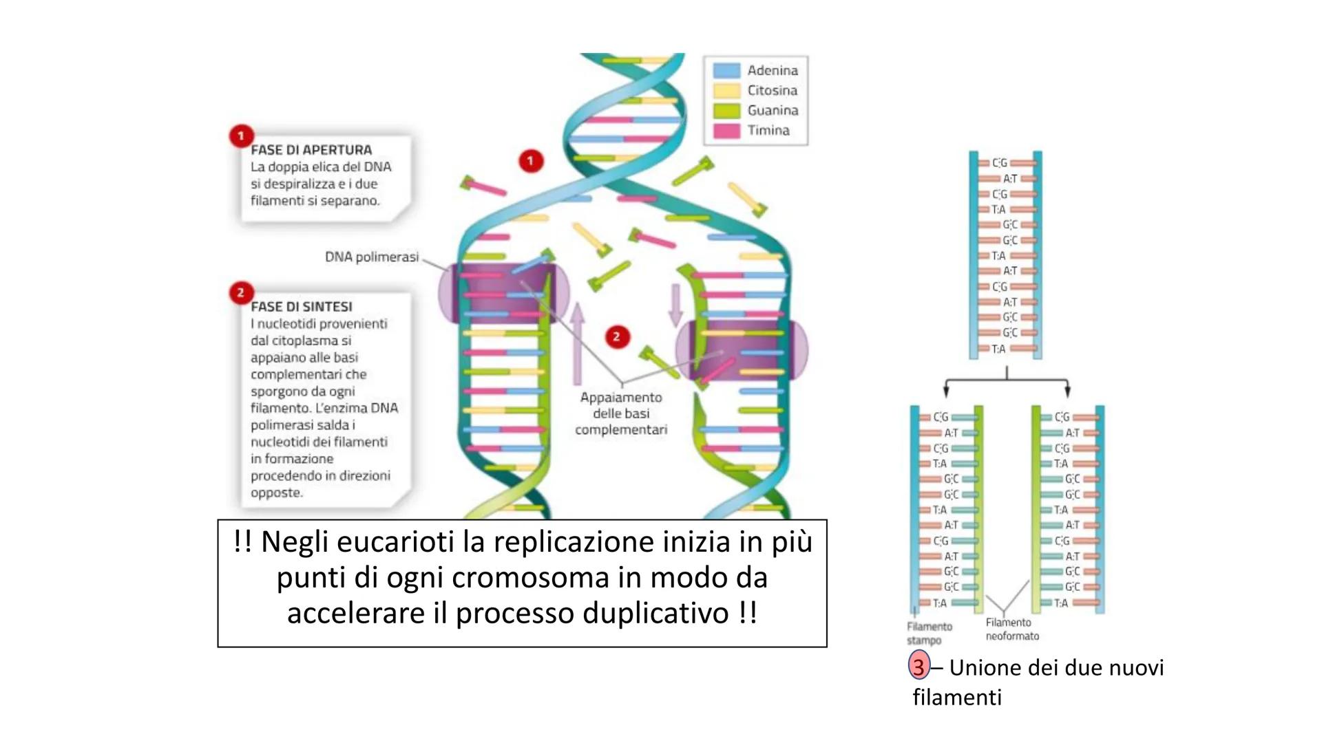 Griffith e il principio trasformante
• Streptococcus pneumonie
Ceppi S con capsula mucosa e Ceppi R senza capsula
Capsula batterica
pence
I 