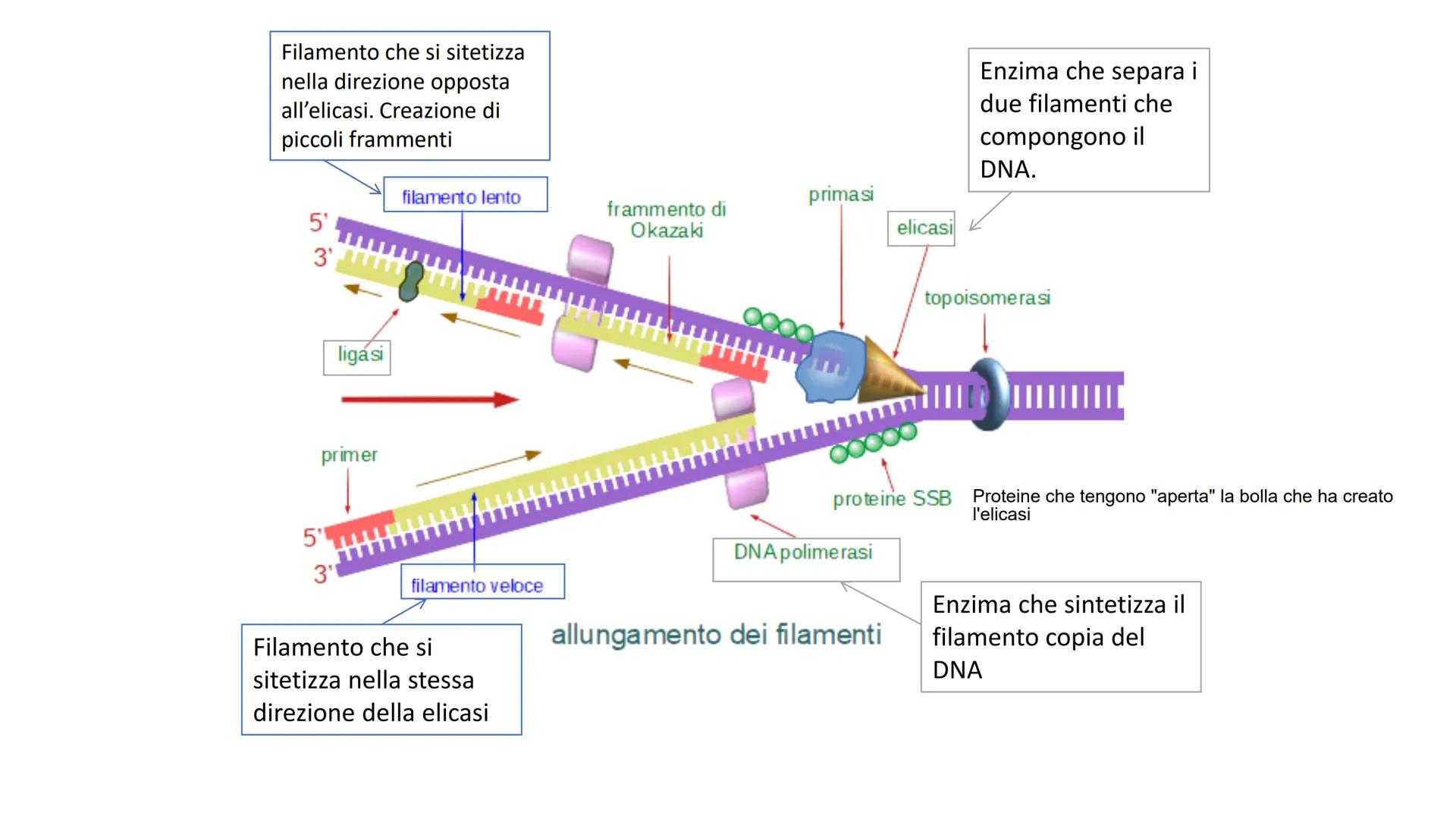 Griffith e il principio trasformante
• Streptococcus pneumonie
Ceppi S con capsula mucosa e Ceppi R senza capsula
Capsula batterica
pence
I 