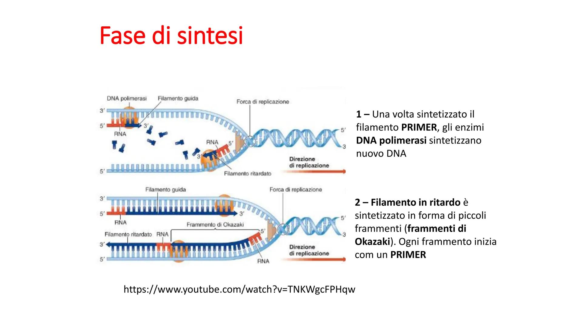 Griffith e il principio trasformante
• Streptococcus pneumonie
Ceppi S con capsula mucosa e Ceppi R senza capsula
Capsula batterica
pence
I 