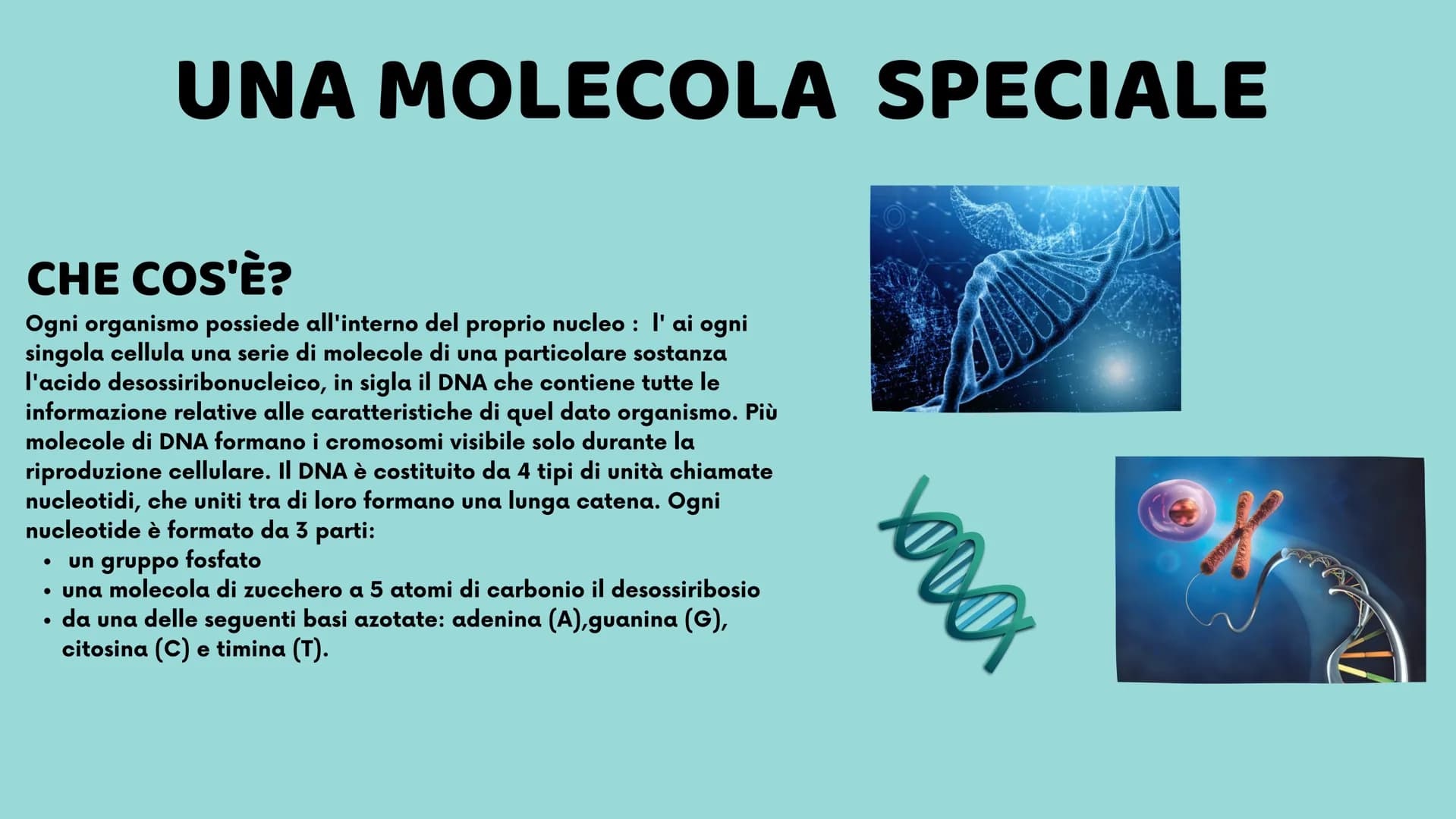 II DNA
Veronica Cardillo
Serena Cangiano
LO
10
8
12
65
4
3 UNA MOLECOLA SPECIALE
CHE COS'È?
Ogni organismo possiede all'interno del proprio 