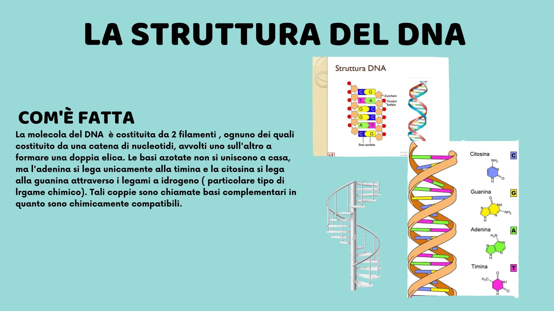 II DNA
Veronica Cardillo
Serena Cangiano
LO
10
8
12
65
4
3 UNA MOLECOLA SPECIALE
CHE COS'È?
Ogni organismo possiede all'interno del proprio 