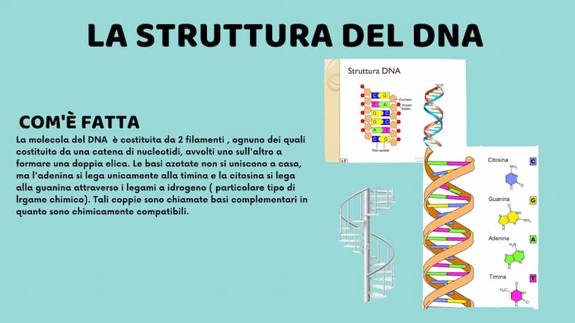II DNA
Veronica Cardillo
Serena Cangiano
LO
10
8
12
65
4
3 UNA MOLECOLA SPECIALE
CHE COS'È?
Ogni organismo possiede all'interno del proprio 