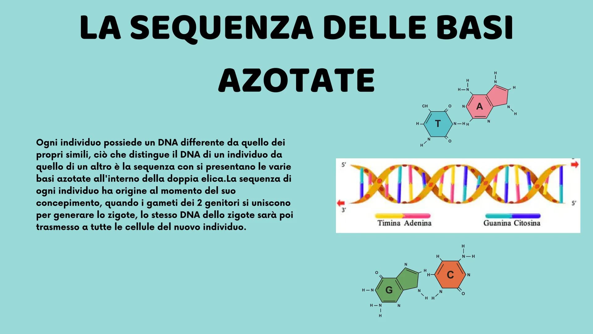 II DNA
Veronica Cardillo
Serena Cangiano
LO
10
8
12
65
4
3 UNA MOLECOLA SPECIALE
CHE COS'È?
Ogni organismo possiede all'interno del proprio 