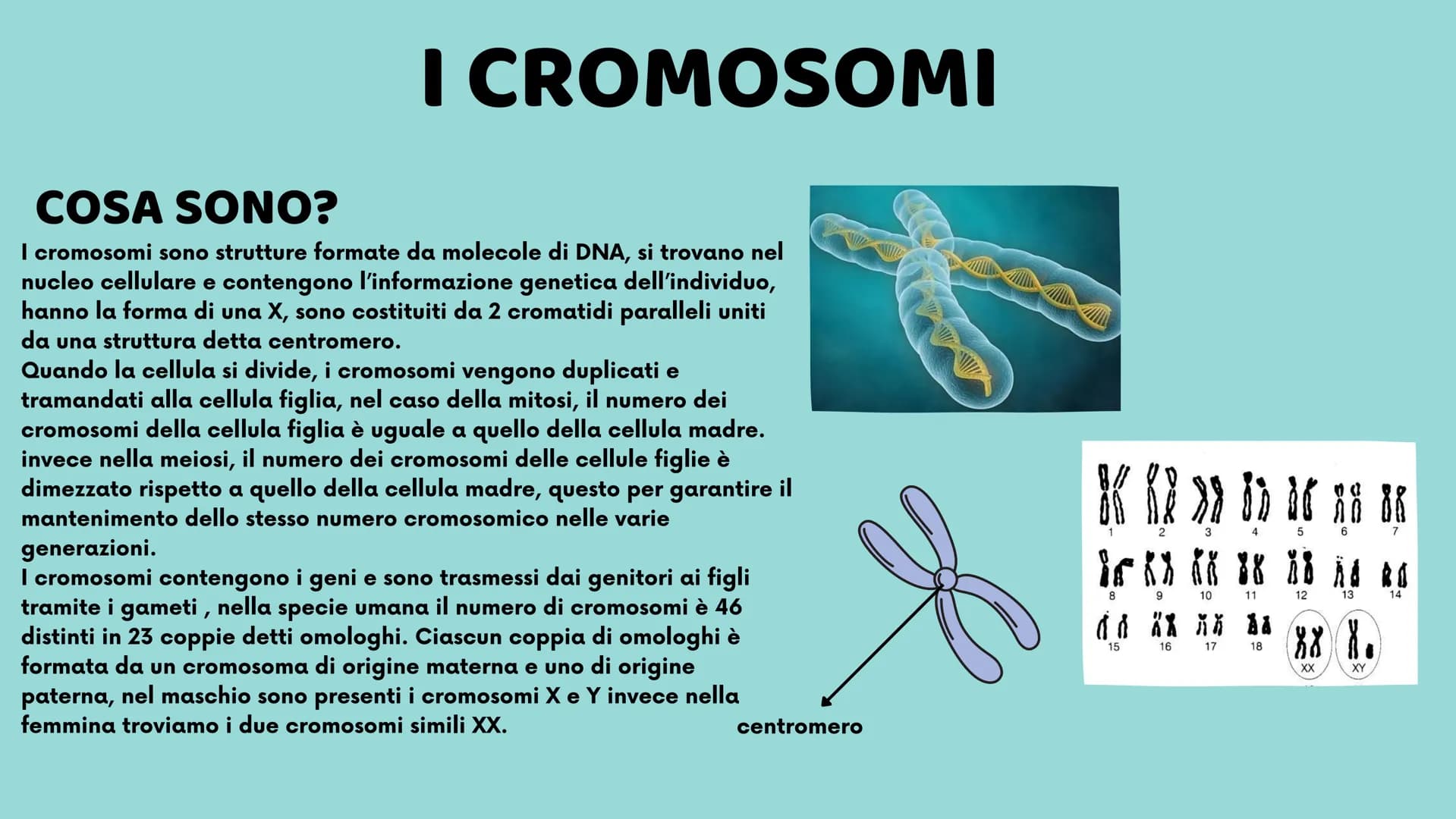 II DNA
Veronica Cardillo
Serena Cangiano
LO
10
8
12
65
4
3 UNA MOLECOLA SPECIALE
CHE COS'È?
Ogni organismo possiede all'interno del proprio 