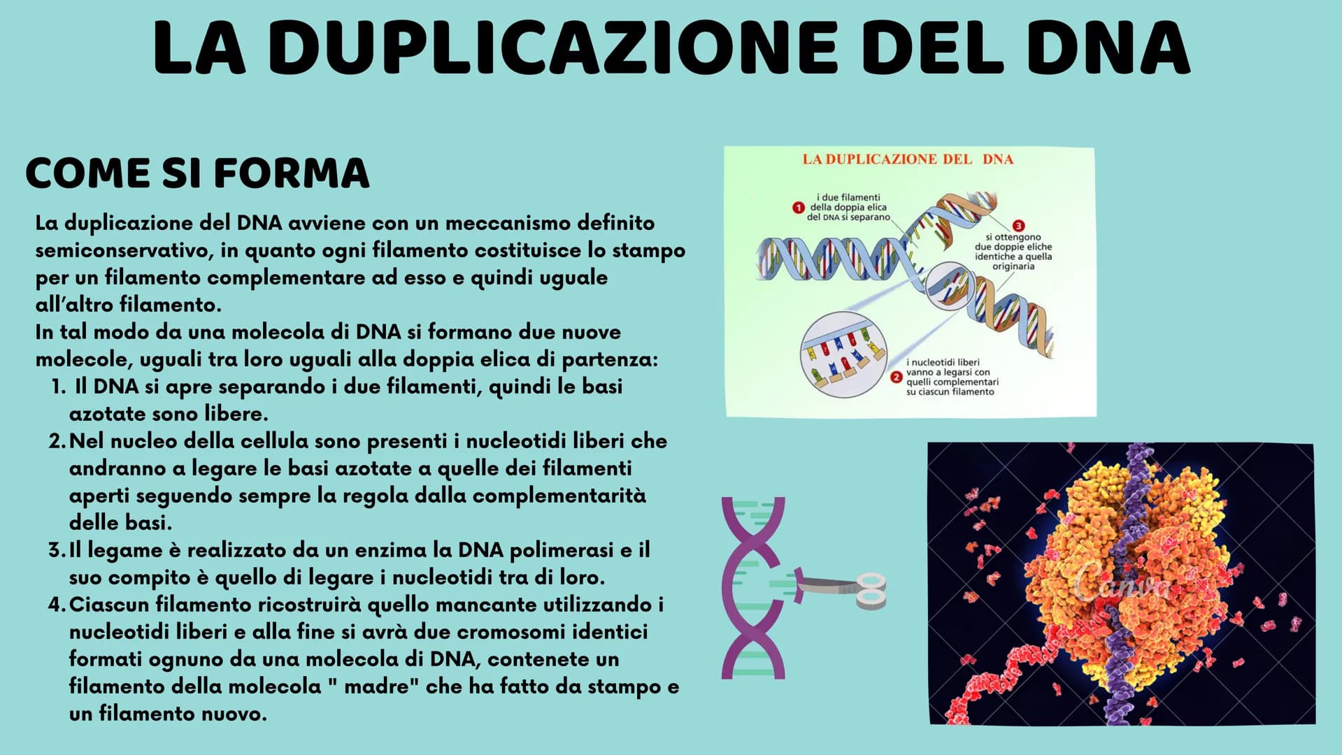 II DNA
Veronica Cardillo
Serena Cangiano
LO
10
8
12
65
4
3 UNA MOLECOLA SPECIALE
CHE COS'È?
Ogni organismo possiede all'interno del proprio 