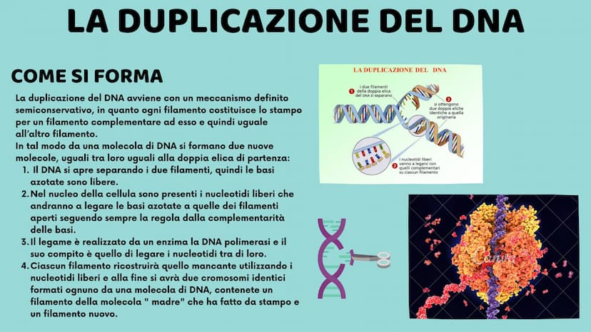 II DNA
Veronica Cardillo
Serena Cangiano
LO
10
8
12
65
4
3 UNA MOLECOLA SPECIALE
CHE COS'È?
Ogni organismo possiede all'interno del proprio 
