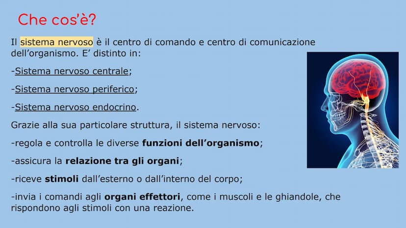 IL SISTEMA NERVOSO
Natalia Mele
3D Che cos'è?
Il sistema nervoso è il centro di comando e centro di comunicazione
dell'organismo. E' distint