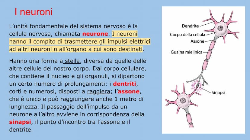 IL SISTEMA NERVOSO
Natalia Mele
3D Che cos'è?
Il sistema nervoso è il centro di comando e centro di comunicazione
dell'organismo. E' distint