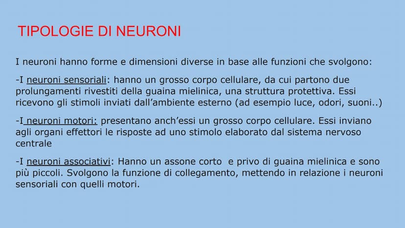 IL SISTEMA NERVOSO
Natalia Mele
3D Che cos'è?
Il sistema nervoso è il centro di comando e centro di comunicazione
dell'organismo. E' distint