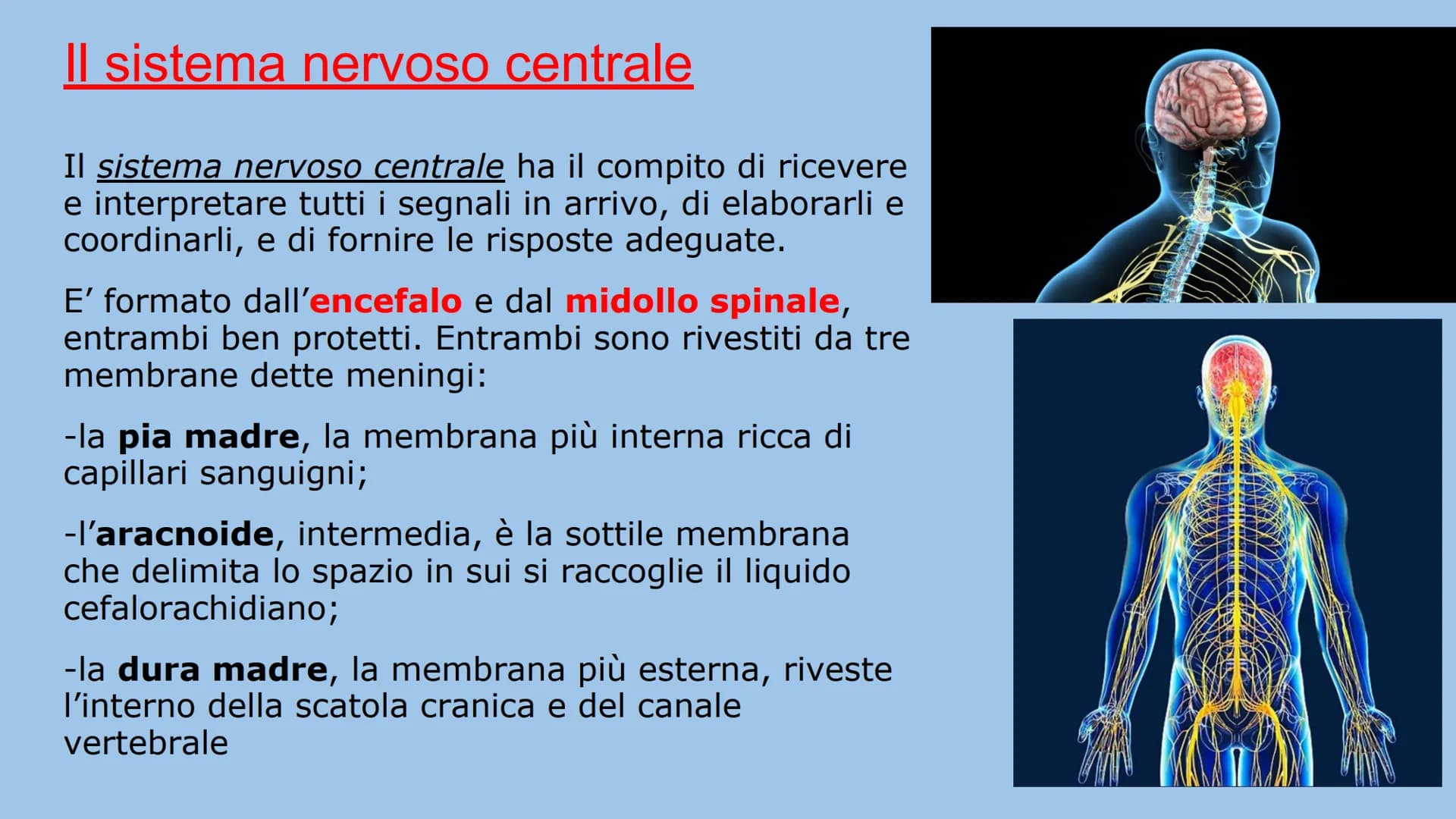 IL SISTEMA NERVOSO
Natalia Mele
3D Che cos'è?
Il sistema nervoso è il centro di comando e centro di comunicazione
dell'organismo. E' distint