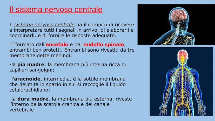 IL SISTEMA NERVOSO
Natalia Mele
3D Che cos'è?
Il sistema nervoso è il centro di comando e centro di comunicazione
dell'organismo. E' distint