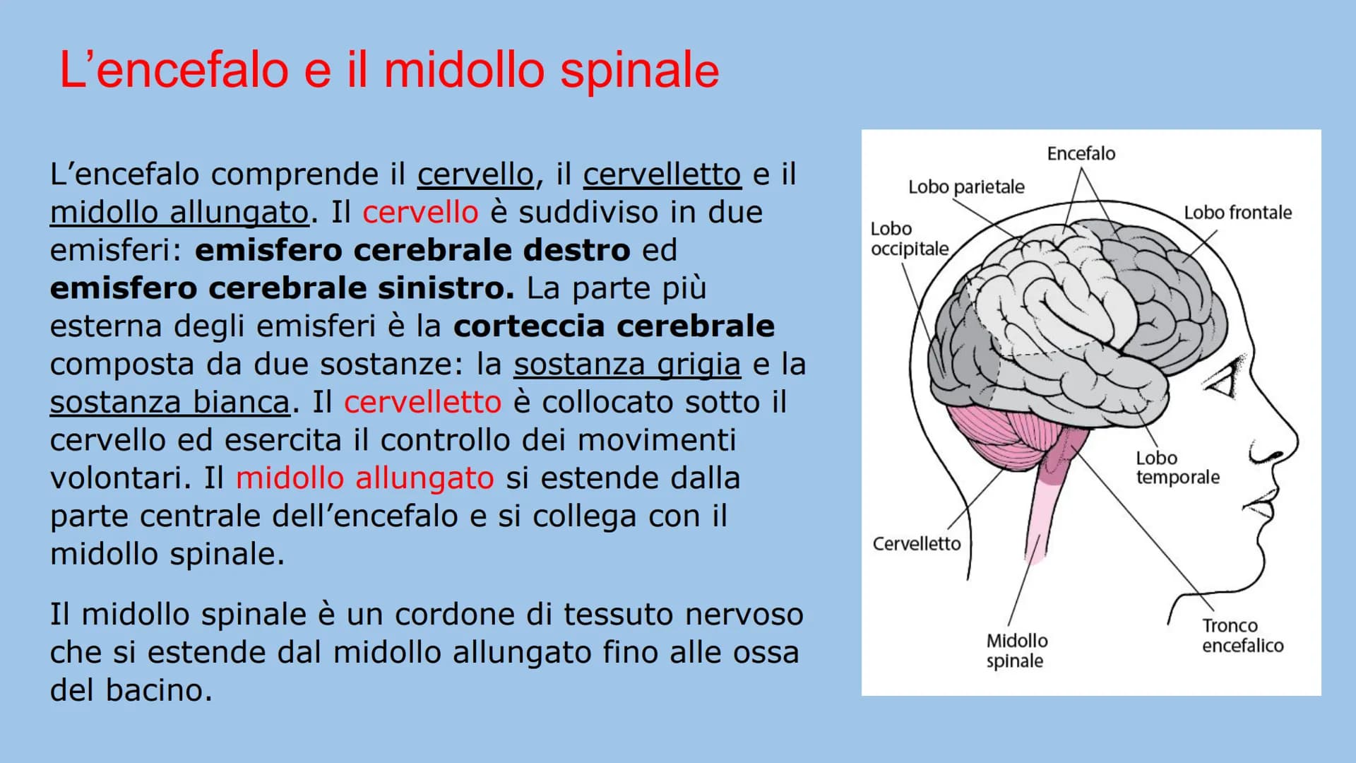 IL SISTEMA NERVOSO
Natalia Mele
3D Che cos'è?
Il sistema nervoso è il centro di comando e centro di comunicazione
dell'organismo. E' distint