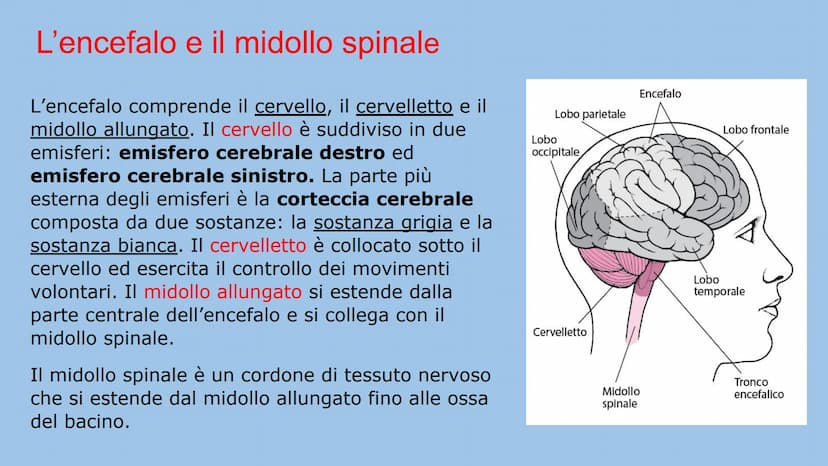 IL SISTEMA NERVOSO
Natalia Mele
3D Che cos'è?
Il sistema nervoso è il centro di comando e centro di comunicazione
dell'organismo. E' distint