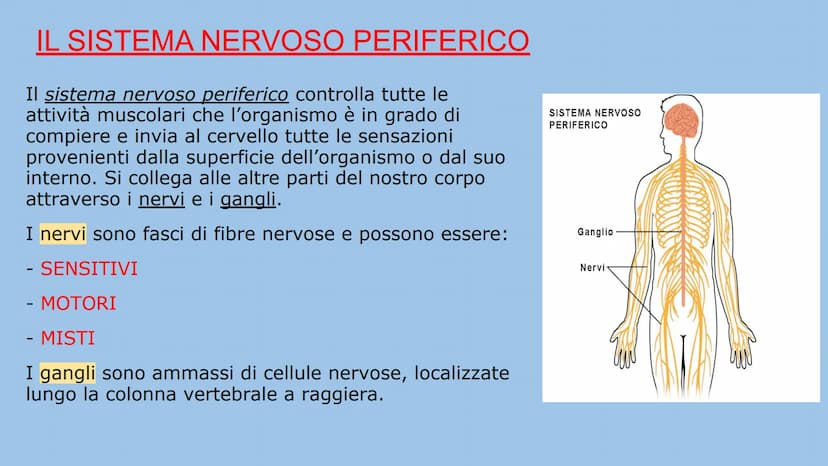 IL SISTEMA NERVOSO
Natalia Mele
3D Che cos'è?
Il sistema nervoso è il centro di comando e centro di comunicazione
dell'organismo. E' distint