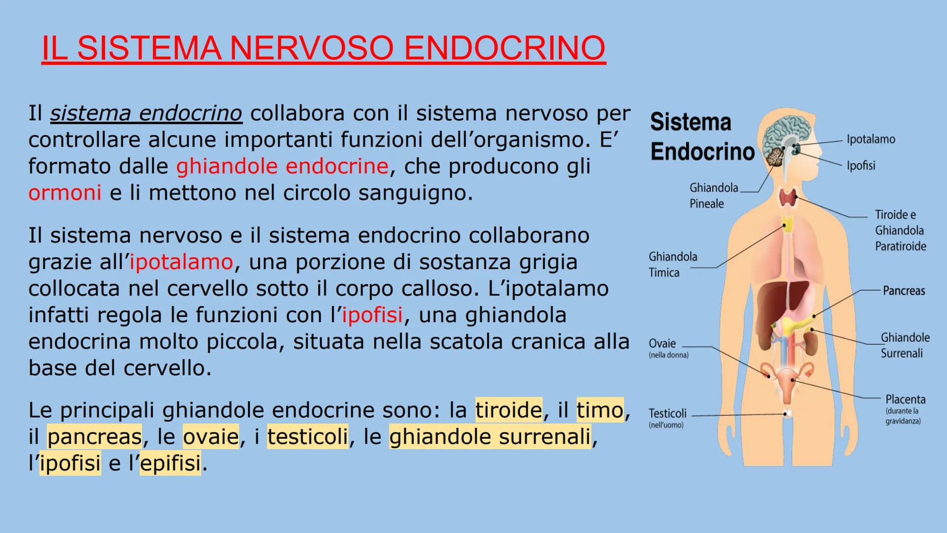 IL SISTEMA NERVOSO
Natalia Mele
3D Che cos'è?
Il sistema nervoso è il centro di comando e centro di comunicazione
dell'organismo. E' distint