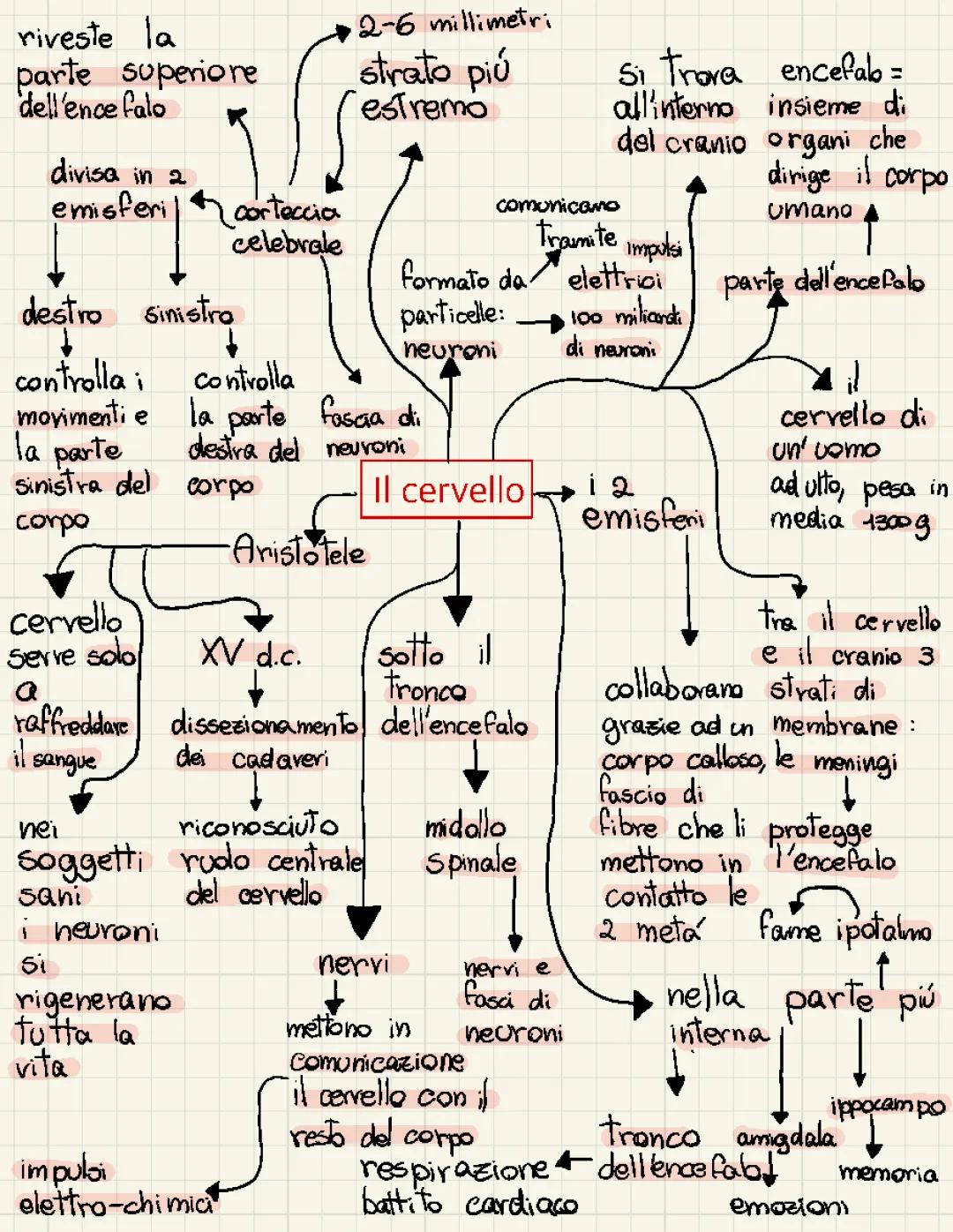 Mappa Concettuale del Sistema Nervoso - Spiegazione Semplice e Riassunto