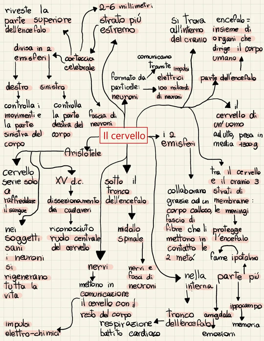 <h2 id="ilcervelloanatomiaefunzioni">Il Cervello: Anatomia e Funzioni</h2>
<p>Il cervello è la parte superiore dell'encefalo, diviso in due 