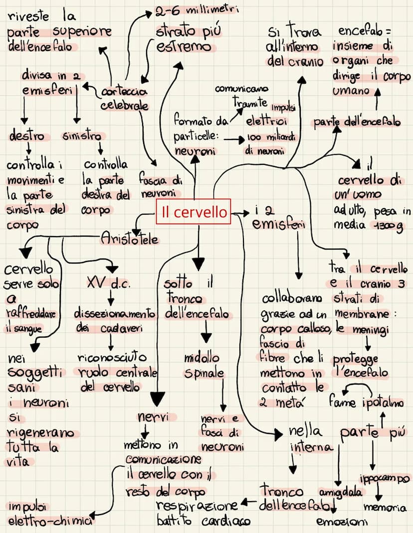 <h2 id="ilcervelloanatomiaefunzioni">Il Cervello: Anatomia e Funzioni</h2>
<p>Il cervello è la parte superiore dell'encefalo, diviso in due 